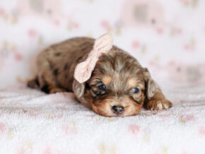Photo of Trixie