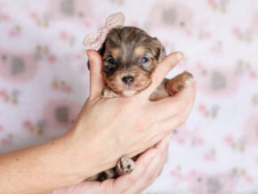 Photo of Trixie
