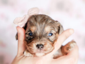 Photo of Trixie