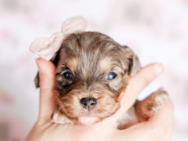 Trixie image