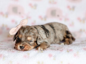 Photo of Trixie