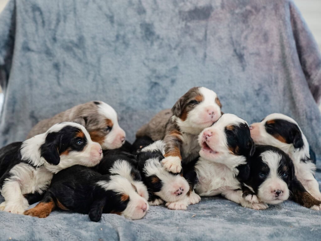 0725-chip-erin mini bernedoodle a Litter in KY