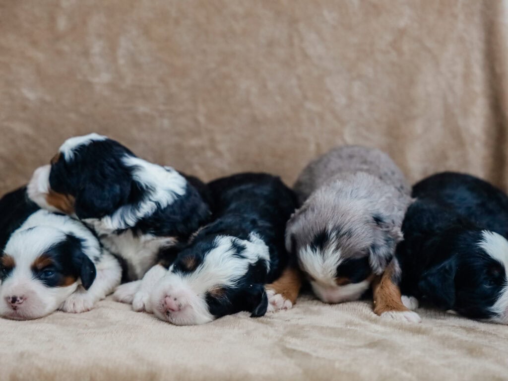 0725-chip-erin mini bernedoodle a Litter in KY
