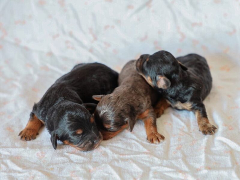 Frisky-Emmie Mini Cavapoo image
