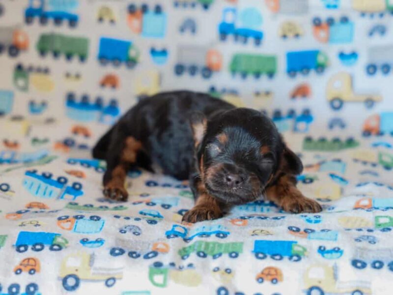 Frisky-Emmie Mini Cavapoo image