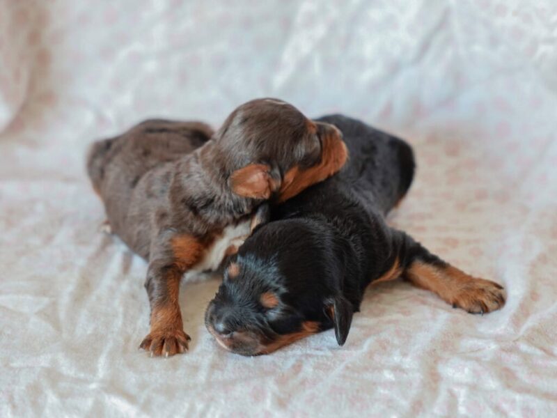 Frisky-Emmie Mini Cavapoo image