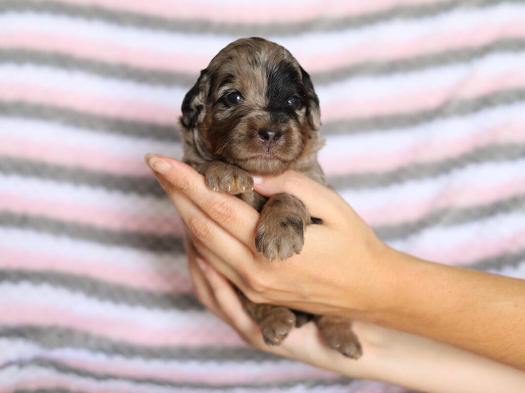Geraldine a Puppy in KY