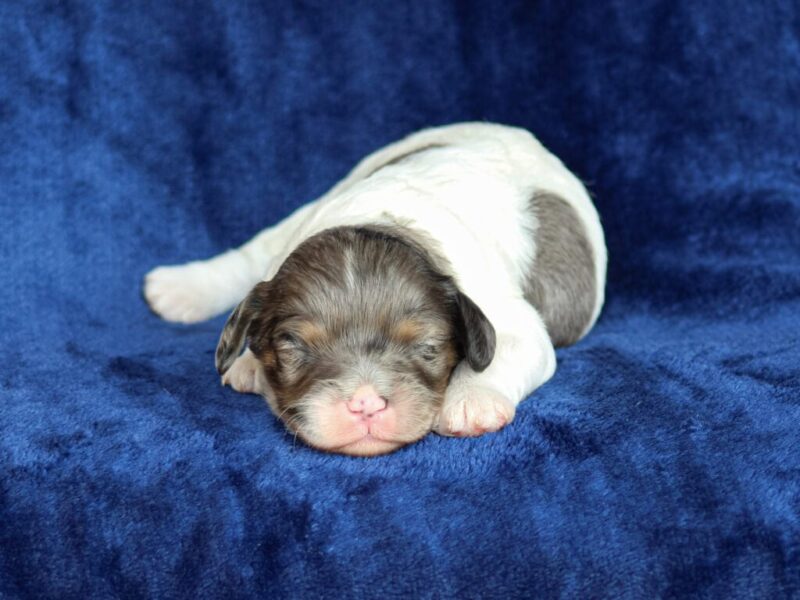 0825-Bandit-Snickers Mini Cavapoo image