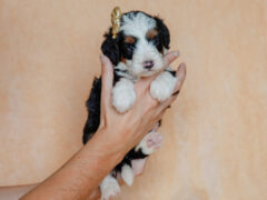 Photo4 for Elvis