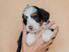 Photo2 for Elvis