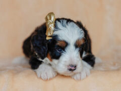 Photo3 for Elvis
