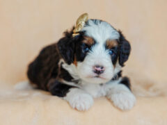 Photo1 for Elvis