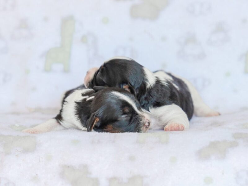 Frisky-Kassie Mini Cavapoo image