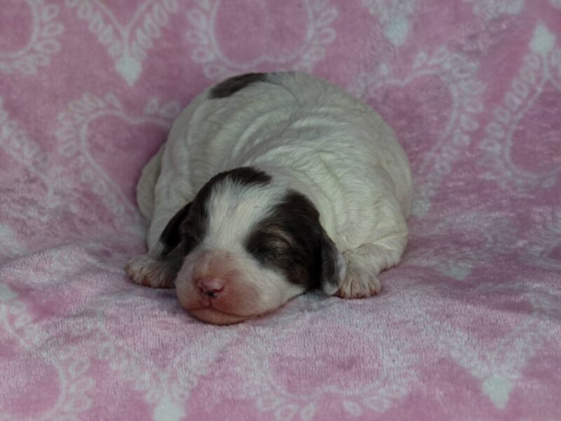 Bandit-Snickers Mini Cavapoo image