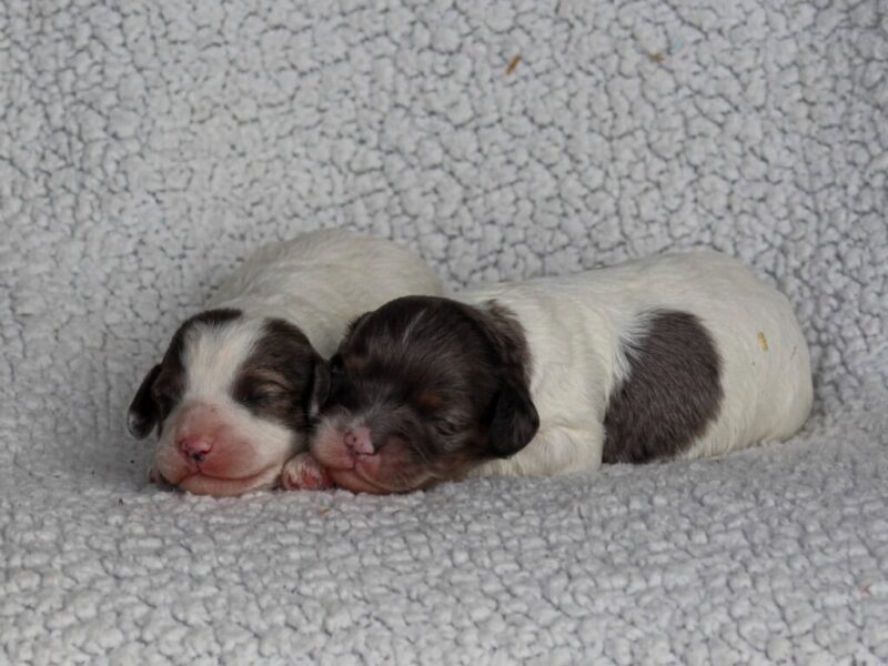 Bandit-Snickers Mini Cavapoo image