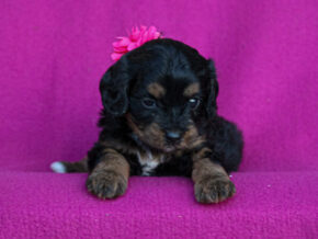 Photo of Elaina