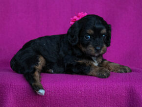 Photo of Elaina