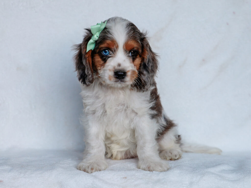 Jacoby - White Merle Male Puppy | Thomas Ridge Kennels