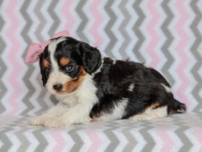 Photo of Josie