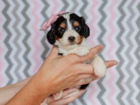 Photo of Josie