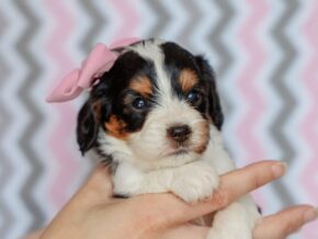 Photo of Josie