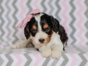 Photo of Josie