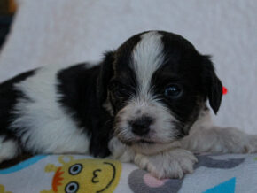 Photo of Kalvin
