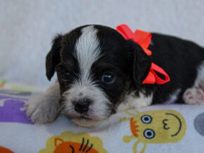 Photo of Kalvin