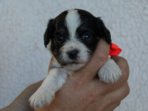 Photo of Kalvin