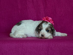 Photo of SusieQ