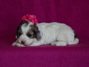 Photo of SusieQ