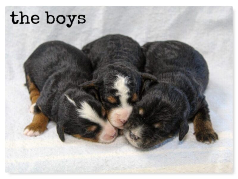 1025-Chip-Queenie Mini Bernedoodle image