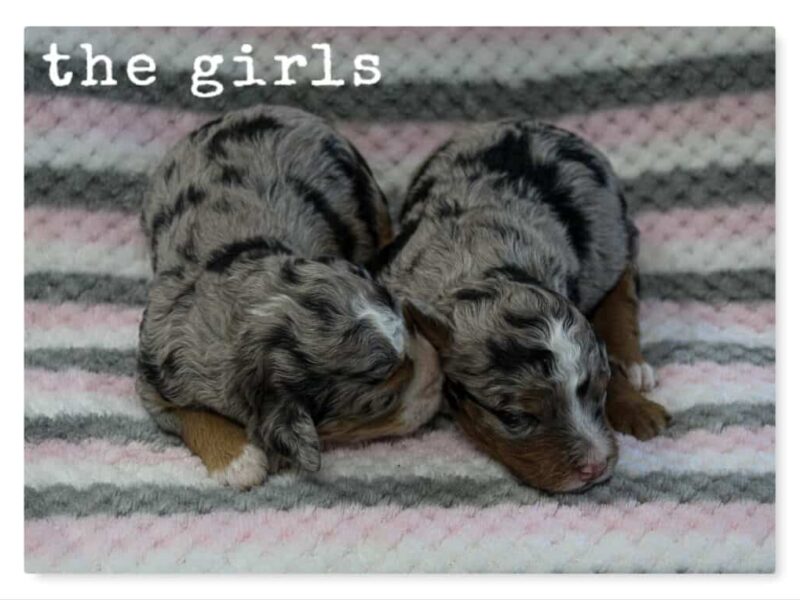 1025-Chip-Queenie Mini Bernedoodle image