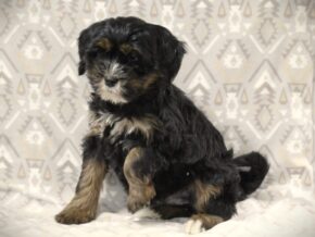 Photo of Zander