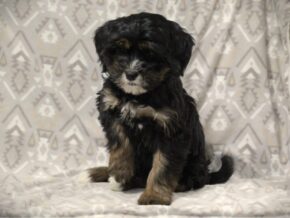 Photo of Zander