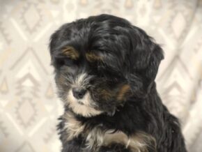 Photo of Zander