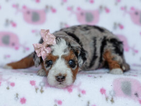 Photo of Zoey