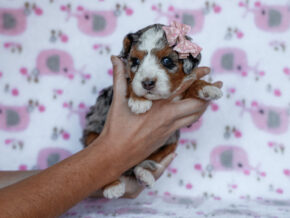 Photo of Zoey