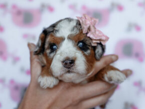 Photo of Zoey