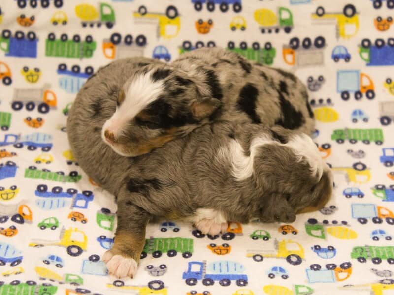 1125-Baxter-Snowy Mini Bernedoodle image