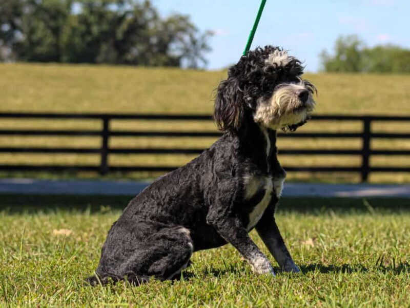 Baxter, our Bernedoodle Mini sire in Kentucky.