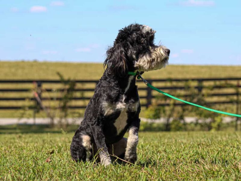 Baxter, our Bernedoodle Mini sire in Kentucky.