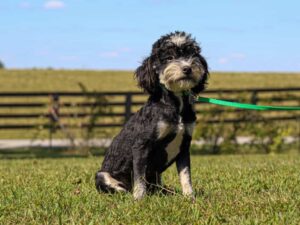 Baxter, our Bernedoodle Mini sire at Thomas Ridge Kennels
