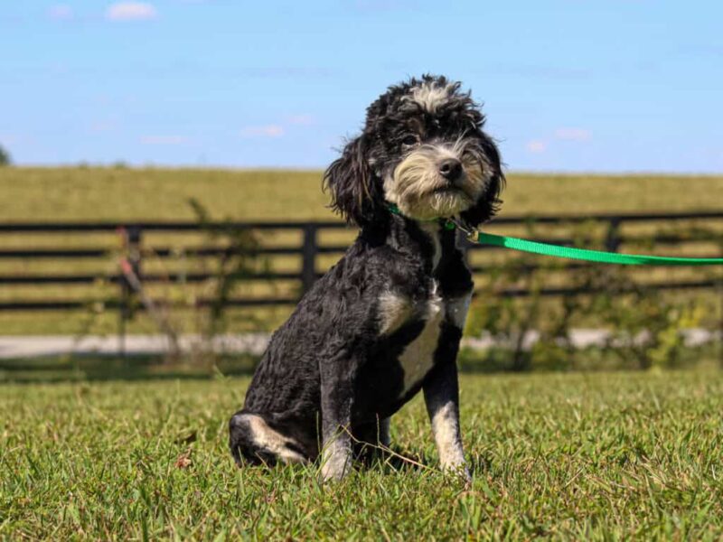Baxter, our Bernedoodle Mini sire in Kentucky.