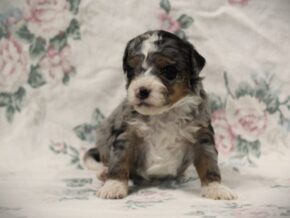 Photo of Sage