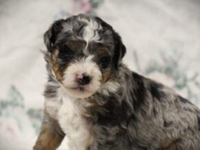 Photo of Sage