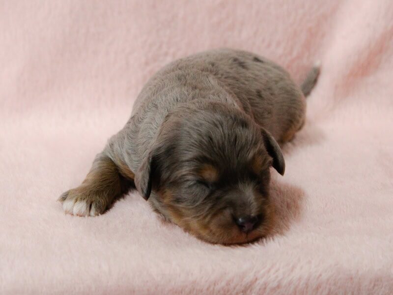 Radley-Tammy Mini Cavapoo image