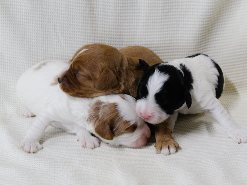 Radley-Tammy Mini Cavapoo image