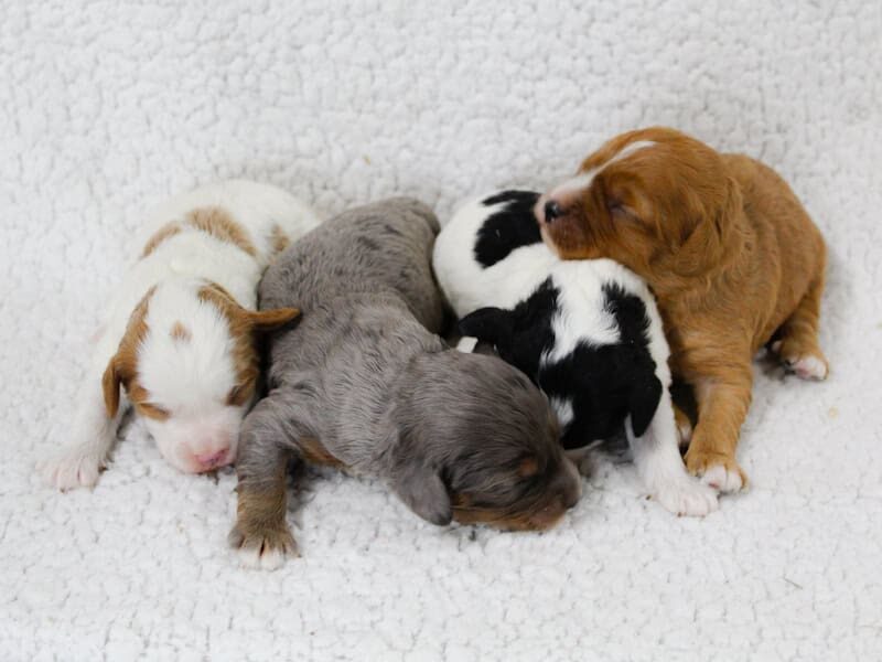 Radley-Tammy Mini Cavapoo image