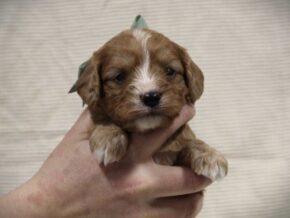 Photo of Tanner